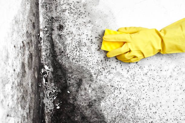 Biohazard Mold Removal in Glenns Ferry, ID