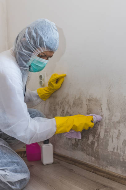 Best Basement Mold Removal  in Glenns Ferry, ID
